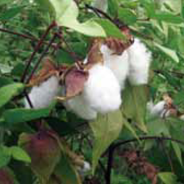 初めて綿栽培に挑み実を結ばせたサポーター