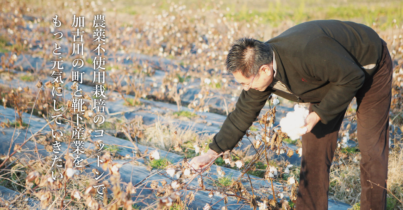 農薬不使用栽培のコットンで加古川の町と靴下産業をもっと元気にしていきたい