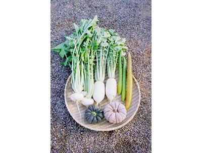 なにわの伝統野菜の写真
