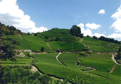 茶畑(露地茶園)の風景の写真