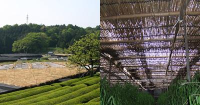 露地茶園と覆下茶園、覆下茶園の内側の写真