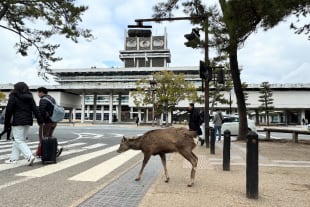 奈良県庁外観