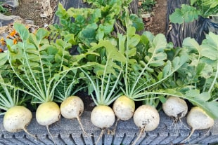 キャンパス内ファームで収穫された野菜