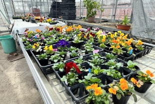 育てている花の様子