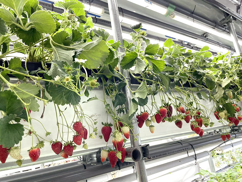 Agritech-plus Co.,Ltd
