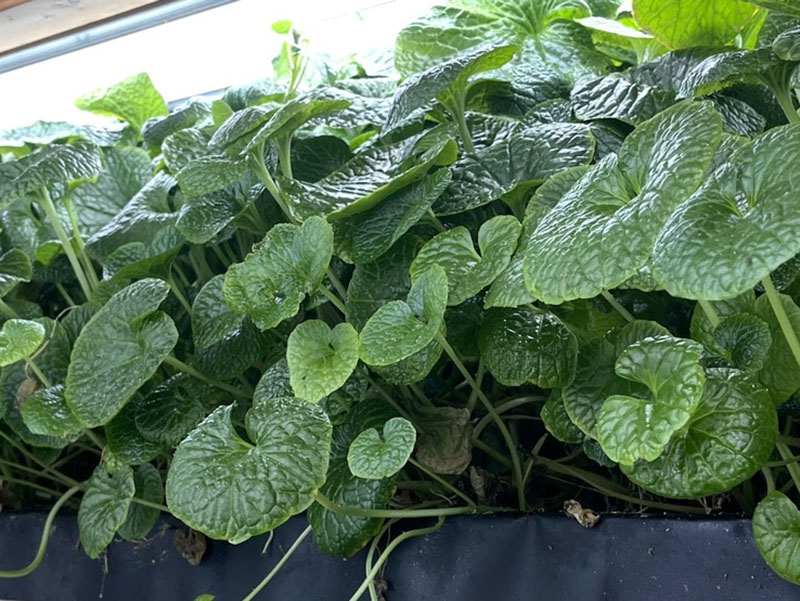 Agritech-plus Co.,Ltd04