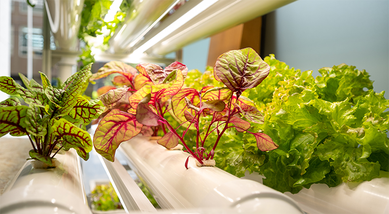 Agritech & Foodtech