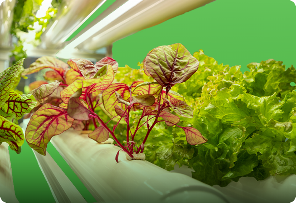 Agritech Foodtech